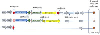 Type VII secretion system and its effect on group B Streptococcus virulence in isolates obtained from newborns with early onset disease and colonized pregnant women